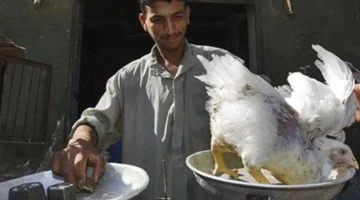 فارق 10 جنيهات في أسعار الفراخ والبيض بين البورصة والأسواق هذا الثلاثاء